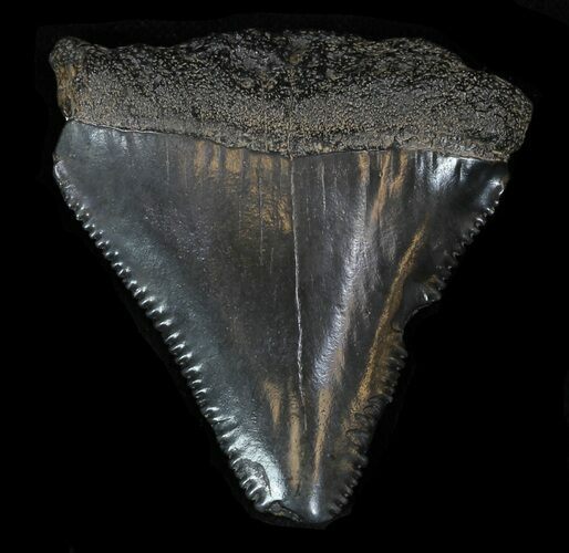 Bargain Fossil Great White Shark Tooth - #32989